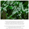 ROUND LAB Пенка для умывания успокаивающая с экстрактом полыни Mugwort Calming Cleanser 150 мл Корейская косметика